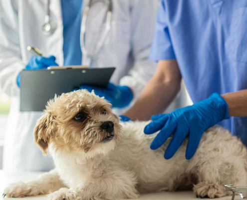 Veterinary Practice and Bookkeeping – Basic Understanding