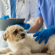 Veterinary Practice and Bookkeeping – Basic Understanding