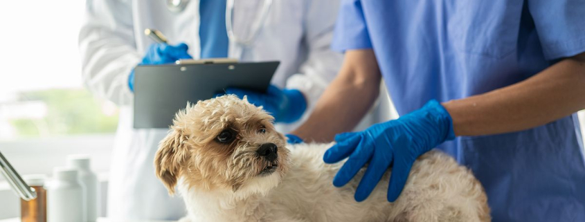 Veterinary Practice and Bookkeeping – Basic Understanding